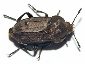 Aclypea opaca