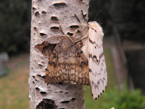 Lymantria dispar