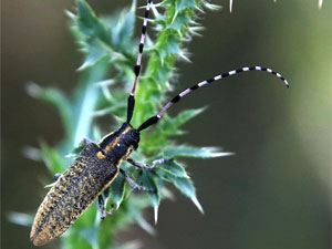 Agapanthia dahli