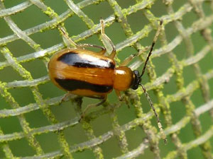 Paraluperodes suturalis