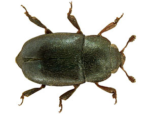 Meligethes aeneus