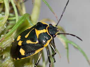 Eurydema oleracea