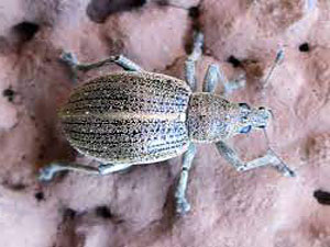 Sciaphobus squalidus