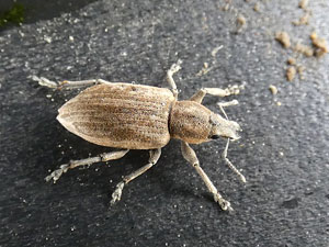 Tanymecus palliatus