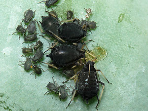 Aphis fabae