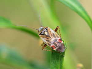 Polymerus cognatus