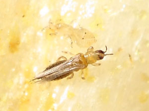 Thrips tabaci
