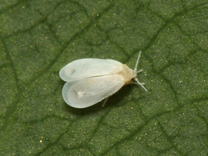 Trialeyrodes vaporariorum