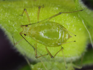 Aulacorthum solani