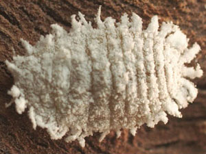 Planococcus ficus