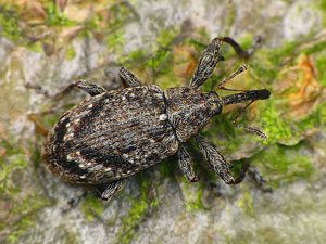 Anthonomus pomorum