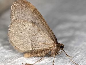Operophthera brumata