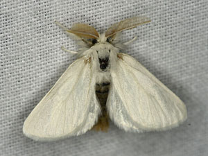Euproctis chrysorrhoea