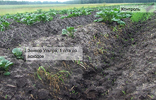 Контроль Куриного проса