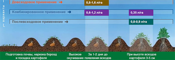 Применение на картофеле